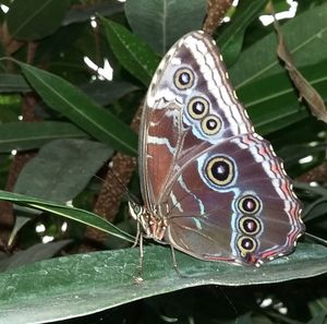 Close-up of butterfly on plant