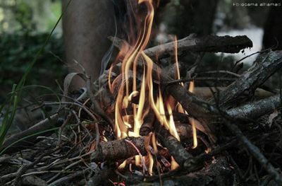 Close-up of bonfire