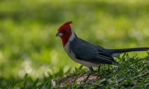 Red crested cardinal, iberá national park, argentina.