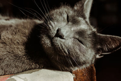 Close-up of cat sleeping