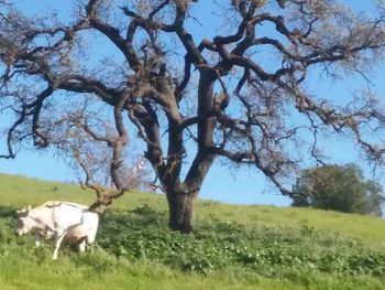 View of a tree on field