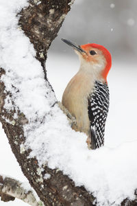 A red-bellied woodpecker latched to tree during a winter snow fall