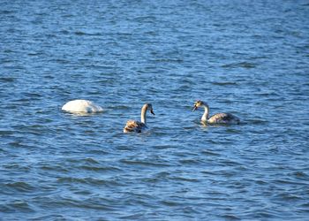 Ducks swimming in lake