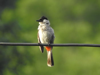 Close-up of bird perching on a plant