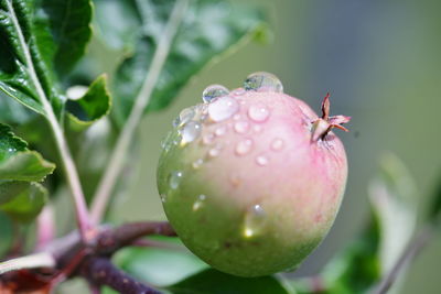 Close-up of wet flower on plant