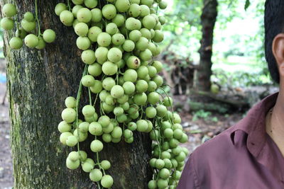 Close-up of grapes in vineyard