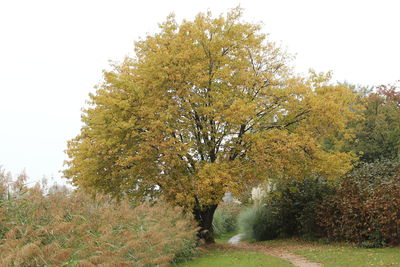 Trees on landscape against clear sky