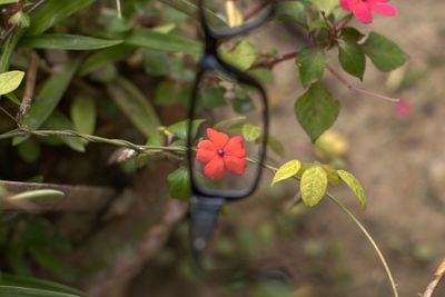 Close-up of red flowering plant