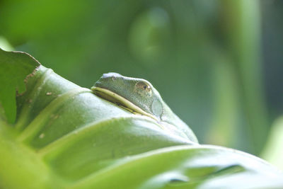 Green frog on leaf