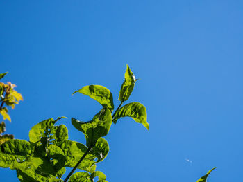 Low angle view of plant against clear blue sky