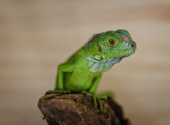 Close-up of lizard