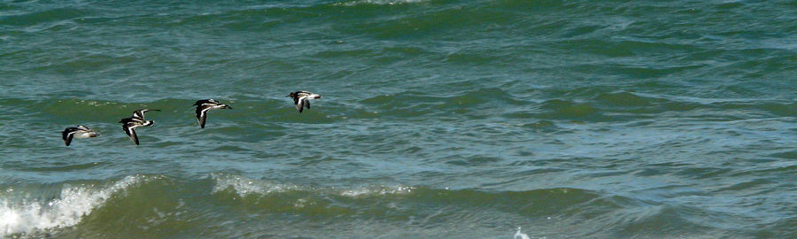 Birds in sea