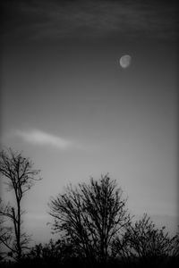 Low angle view of silhouette trees against sky at night