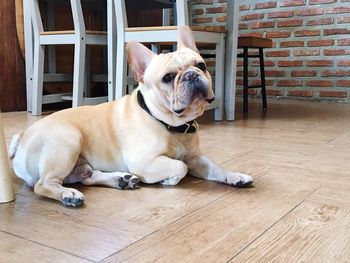 Portrait of dog lying on floor at home