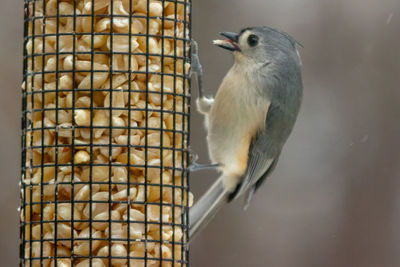 Close-up of bird eating food