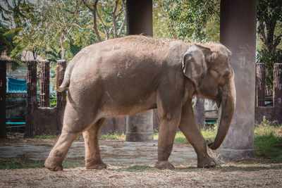 View of elephant in zoo