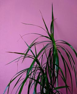 Close-up of plant against purple background