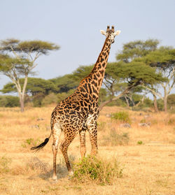 Giraffe in the wild, east africa