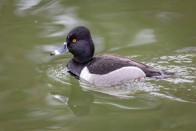 High angle view of a ring necked duck swimming in lake