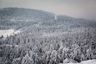 Snow covered pine trees in forest during winter