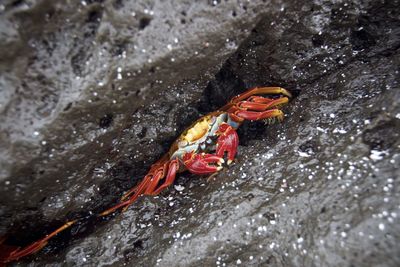 Crab wedged in between rocks