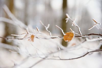 The first snow has covered the lost leaves of beech trees . beech forest out of foocus in background