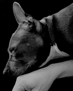 Close-up of dog looking away against black background