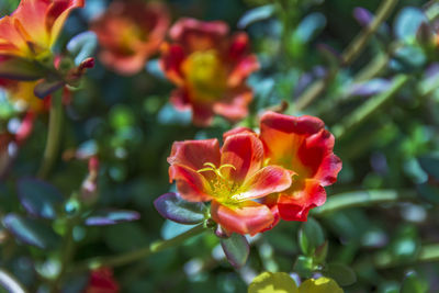 Close-up of red flower