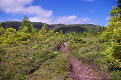 Road amidst green landscape against sky