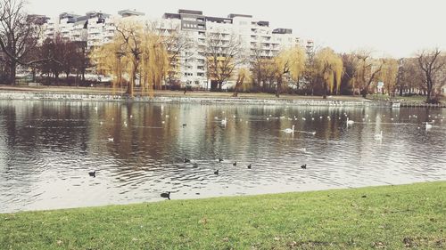 Bird flying over lake