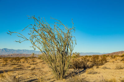 Close-up of tree against clear sky