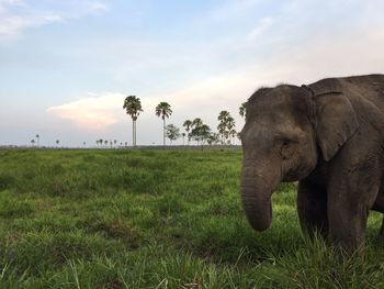 Gajah sumatra