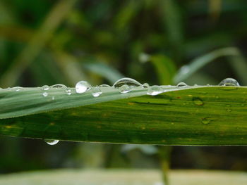 Close-up of wet plant during rainy season