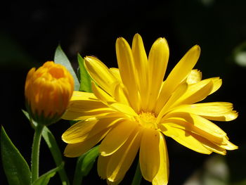 Close-up of yellow flowering plant