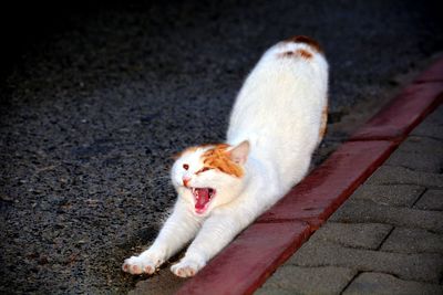 High angle view of cat yawning on road