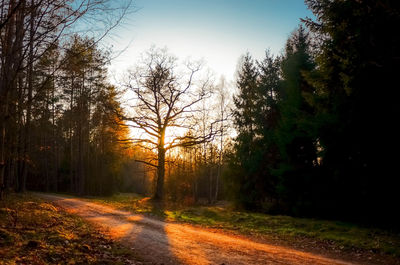 Road amidst trees in forest against sky during autumn