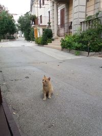 Cat sitting on sidewalk