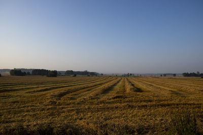 Scenic view of agricultural field against clear sky