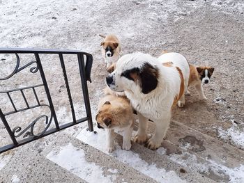 Pure bred ste bernard with mixed puppies