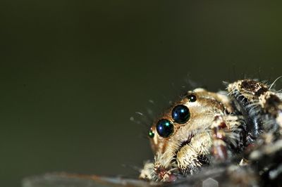 Close-up of spider