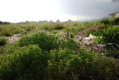 Plants growing on field