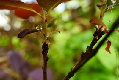 Close-up of flowering plant