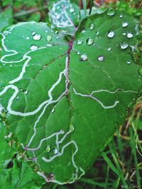 Close-up of leaves