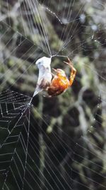 Close-up of spider on web