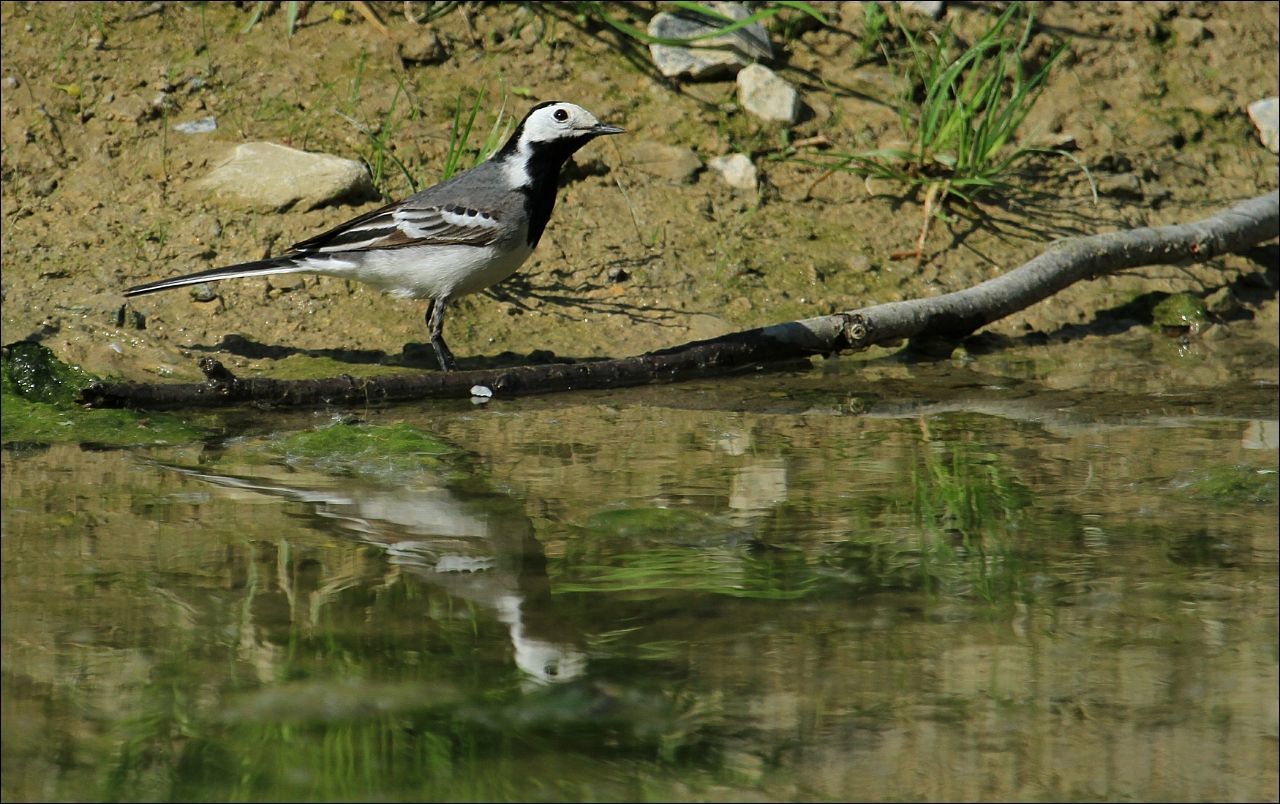 animal themes, animals in the wild, bird, water, wildlife, lake, reflection, nature, waterfront, two animals, standing, full length, zoology, day, grass, side view, duck, outdoors, river, water bird