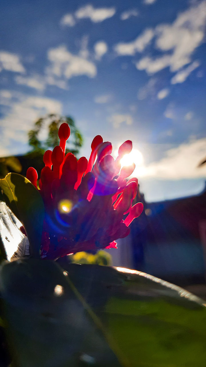 CLOSE-UP OF RED FLOWERING PLANT AGAINST CLOUDY SKY