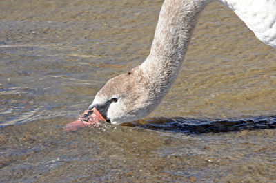 Close-up of bird drinking water