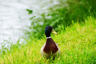 Bird in a field