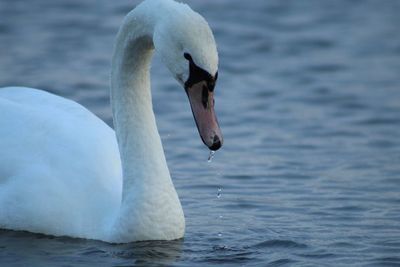 Close-up of swan swimming in lake