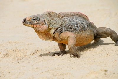 Close-up of lizard on sand